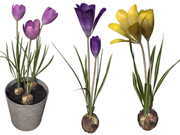 番红花C4D模型 Crocus 3d model