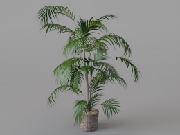 室内景观装饰植物：凤尾竹C4D模型 Bambusa multiplex