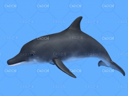 海豚C4D绑定动画模型 dolphin c4d model