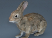 C4D兔子模型 Rabbit