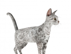 埃及猫宠物猫C4D模型