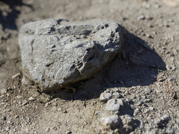 C4D Octane石头写实景观渲染模型 Rock