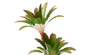 香龙血树盆栽、观叶植物盆栽C4D模型 Fragrant Dracaena pot 3d model