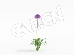 C4D一株紫色大花球大花葱花卉模型 Allium_F
