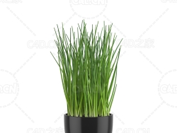 花盆里的香葱 Green onion