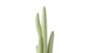 仙人指盆景C4D模型 Immortal means bonsai 3d model