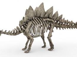 恐龙化石 剑龙化石C4D模型 skeletal stego 3d model