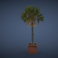 大型盆景植物3D模型 Potted plants of 3D model