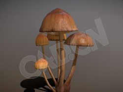 逼真的野外蘑菇真菌模型