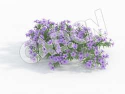 C4D针叶天蓝绣球蓝色花卉模型 Phlox_E