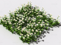 雏菊植物C4D模型 pattern_daisy-def-3