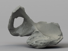 人体骨骼 人骨盆C4D模型 Human Pelvis Bone