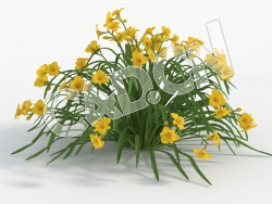 C4D黄花常绿萱草模型 Hemerocallis_I