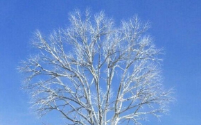 冬季落叶树木积雪的大树C4D模型 Snow tree 3D model
