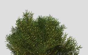 澳洲国花：金合欢C4D模型 Coastal Wattle
