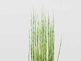 竹子盆景C4D模型 Bamboo