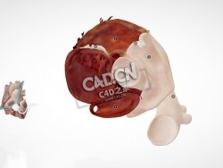 心脏解剖C4D模型下载 Cardiac Anatomy-PSAX Copy