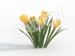 C4D黄色西红花番红花景观花卉模型 Crocus_C