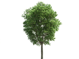 景观树 大树 白蜡树C4D模型 fraxinus 3d model