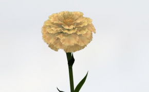 康乃馨C4D模型 Carnation 3d model