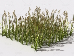 弯腰草植物C4D模型 pattern_bent-grass-2