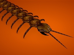 蜈蚣C4D模型 centipede