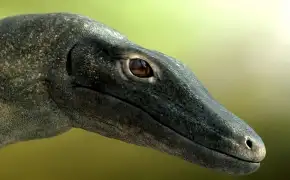 飞龙头部特写C4D渲染 Dragon head