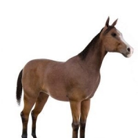 棕色马匹3D模型：Masan Wei model