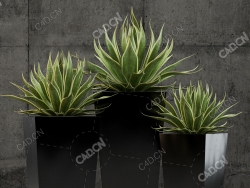 3盆室内绿植盆栽落地盆栽模型落地绿植模型金边龙舌兰模型