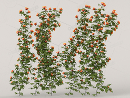 橙黄色爬墙蔷薇花卉C4D模型Roses - Wall - 1.44 m