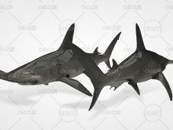 双髻鲨 Hammerhead Shark