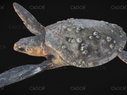 玳瑁海龟动画C4D模型 Eretmochelys imbricata 3d model