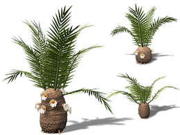 苏铁景观盆栽C4D模型 Cycadeoidea Gigantea