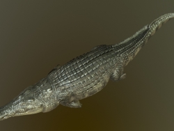 写实鳄鱼3D模型_带动画