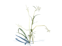 虉草玉带草植物杂草模型下载Phalaris arundinacea v1