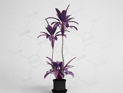 紫色叶子绿植朱蕉盆栽观赏植物模型下载