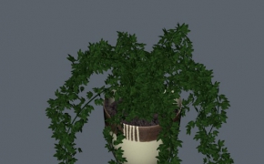 绿萝C4D模型 Money plant