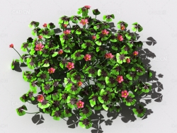 酸浆草酸酸草斑鸠酸三叶酸酸咪咪钩钩草植物C4D模型 oxalis-b4