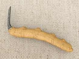 冬虫夏草C4D模型 Cordyceps sinensis（Berk.）Sacc