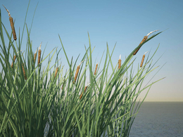 芦苇C4D模型 Common Bulrush Grass