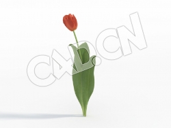 C4D半株橘色郁金香花卉 Tulipa_B