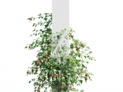 方柱上攀爬的植物风铃扶桑C4D模型 Abutilon megapotamicum