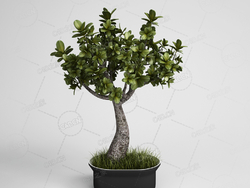 榕树人参榕小叶榕四季常青室内盆景树木模型下载