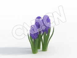 C4D蓝紫色风信子花卉模型 Hyacinthus_G