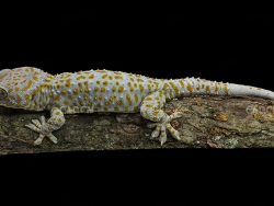 爬在树木上的蛤蚧壁虎C4D模型 Gekko gekko 3d model