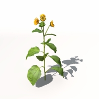 向日葵C4D模型 Sunflower 3dmodel 004
