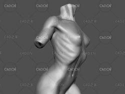 女性躯干3D模型 Female Torso - anatomy study