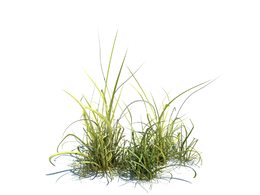 草坪小草植物杂草模型下载simple grass v2