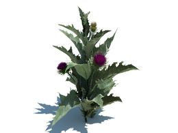 苏格兰刺蓟c4d植物杂草模型下载onopordum acanthium L v2
