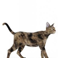 3D黑花猫模型 Cats 3D models